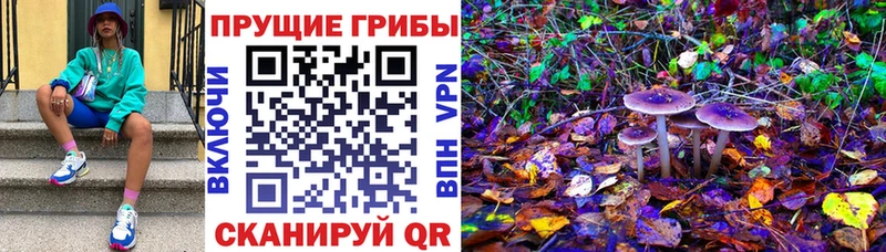 Купить где  Пересвет  Галлюциногенные грибы прущие грибы 